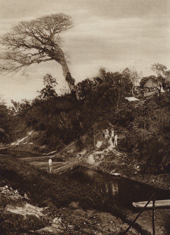 Mexiko: Flusspanorama mit Ceiba-Baum, Bundesstaat Vera Cruz von Hugo Brehme