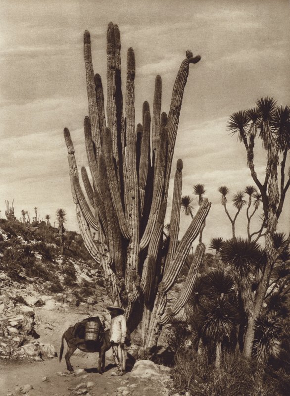 Mexiko: Salinen von Tehuacan mit "Pilocereus Tetezo" von Hugo Brehme