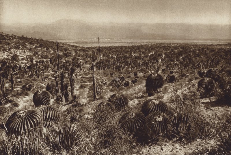 Mexiko: Sierra de Tehuacan, Im Vordergrund "Echinocactus grandis" von Hugo Brehme