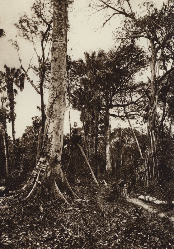 Mexiko: Tamasopo, Panorama des unberührten Waldes von Hugo Brehme