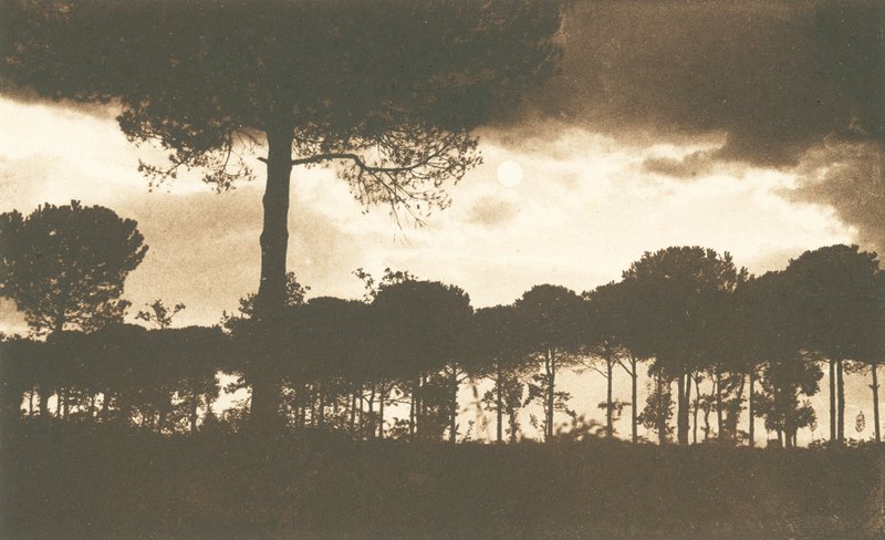 Ravenna, La Pineta di Classe von Italian Photographer