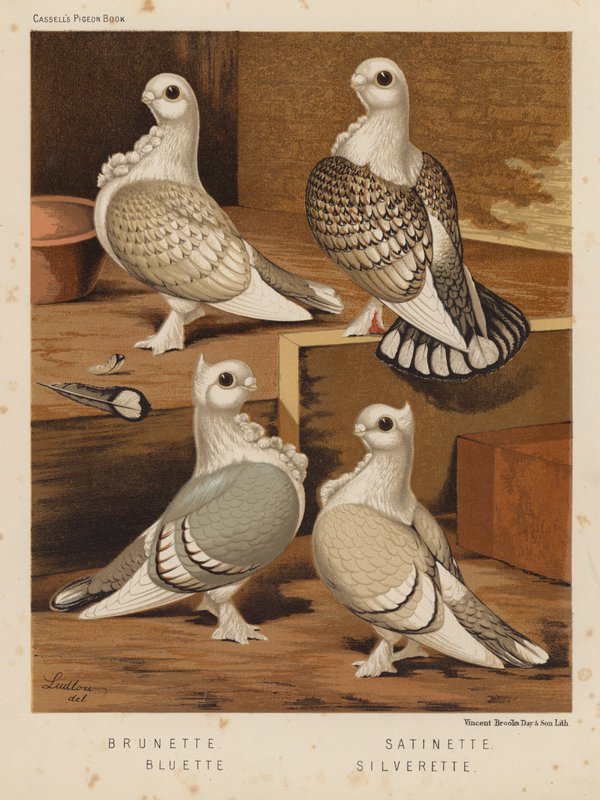 Tauben: Brünette; Satinette; Bluette; Silverette von J. W. (after) Ludlow