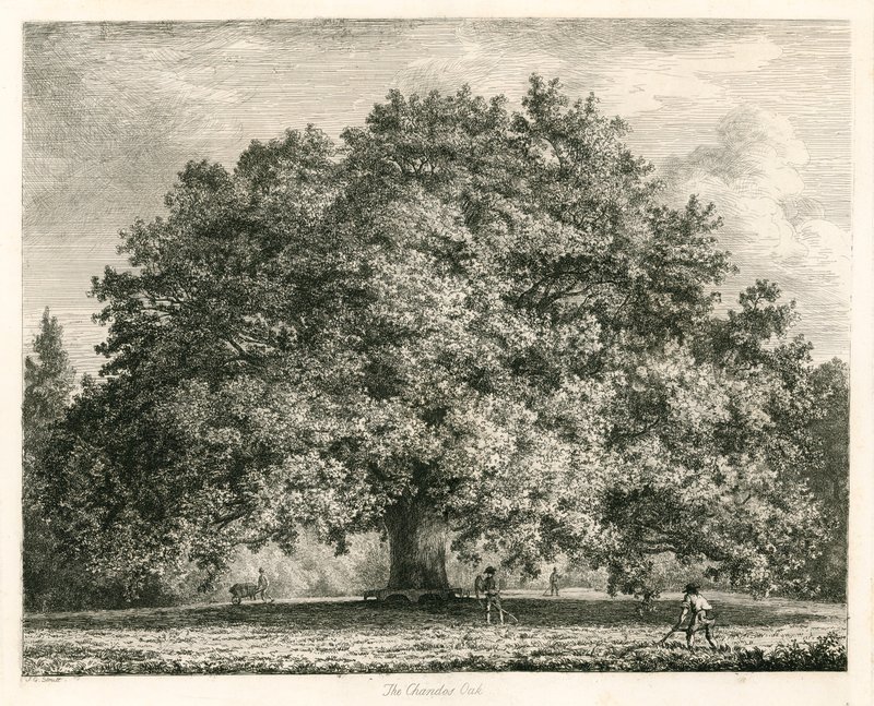 Die Chandos-Eiche, Michendon House, Southgate, London von Jacob George Strutt