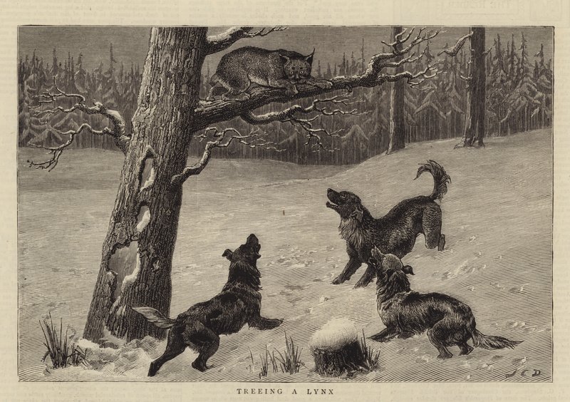 Einen Luchs auf den Baum treiben von John Charles Dollman