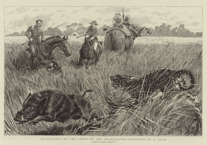 Schweinejagd auf den Churs des Bramapootra, überrascht von einem Tiger von John Charlton