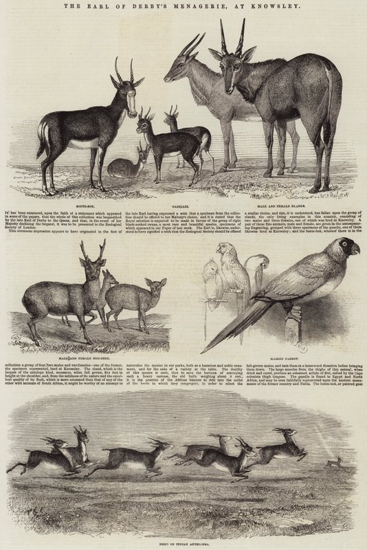Die Menagerie des Earl of Derby in Knowsley von John Wykeham Archer