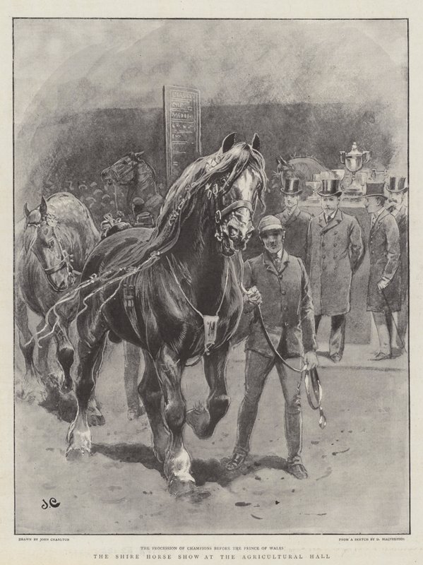 Die Shire Horse Show in der Landwirtschaftshalle von John Charlton
