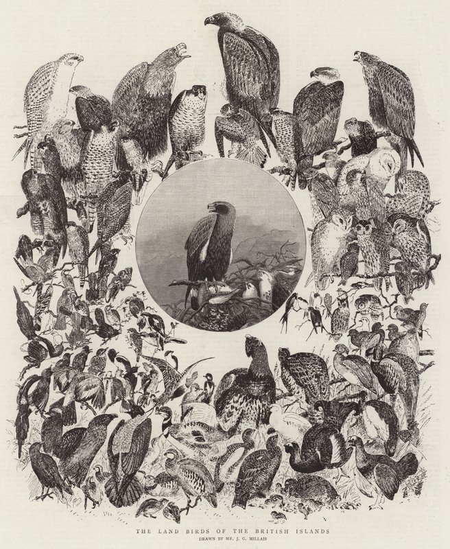 Die Landvögel der Britischen Inseln von John Everett Millais