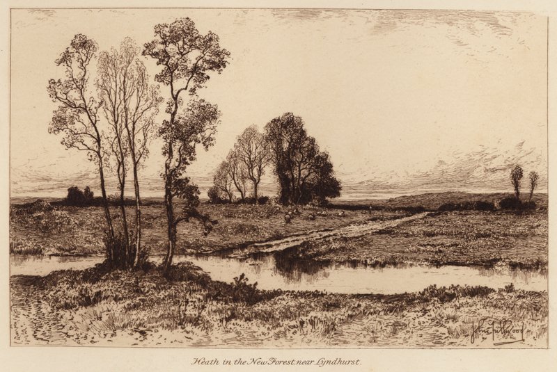 Heide im New Forest, nahe Lyndhurst von John Fullwood