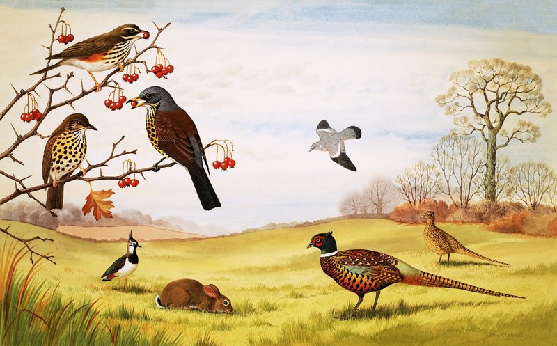Unidentifizierte Landvögel-Montage einschließlich Fasan von John Rignall