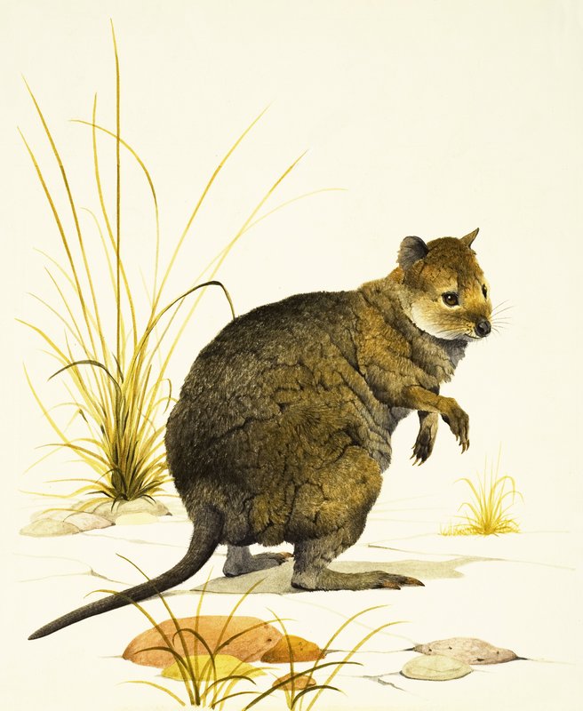 Der Quokka aus Australien, eine Art Wallaby von Kenneth Lilly