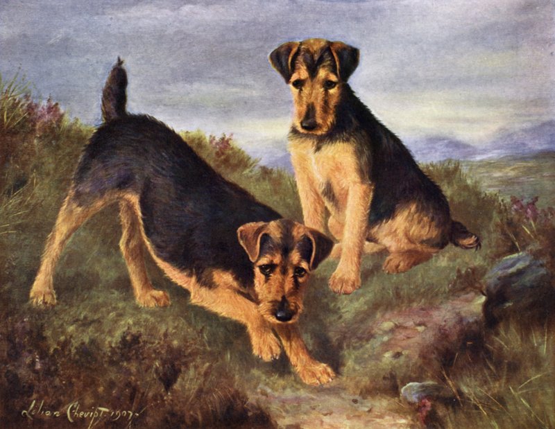 Welsh Terrier Glansevin Coquette und Champion Glansevin Coda von Lilian Cheviot