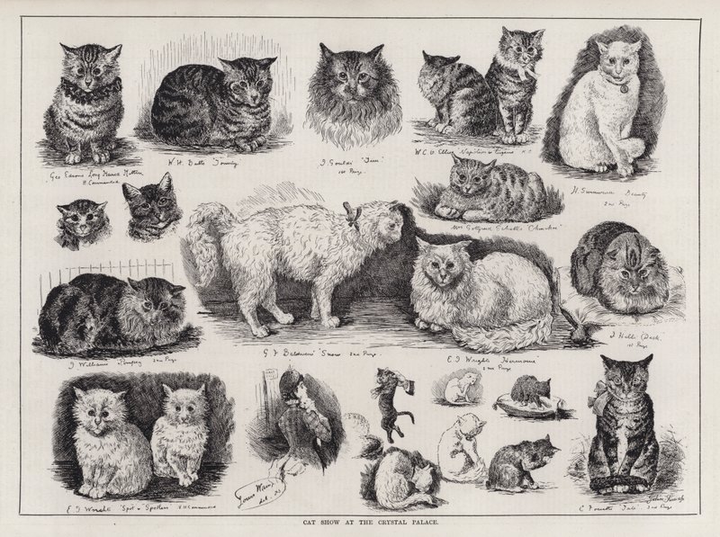 Katzenausstellung im Kristallpalast (Gravur) von Louis Wain