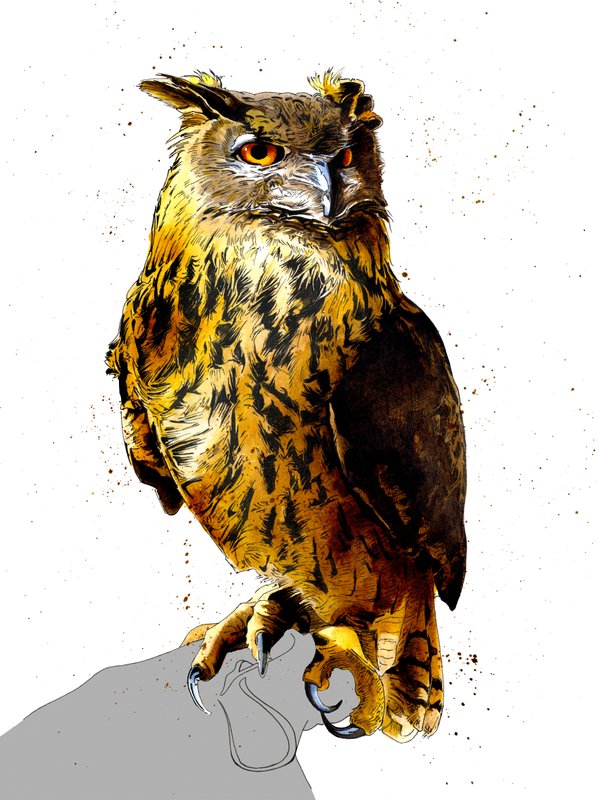 Der Uhu auf Weiß, 2019 von Mike Davis: Kunstdruck kaufen