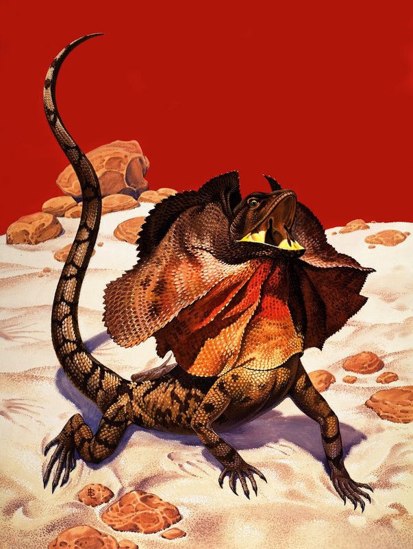 Kragenechse von Peter Jackson