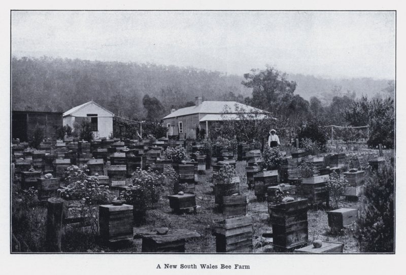 Eine Bienenfarm in New South Wales von Photographer Australian