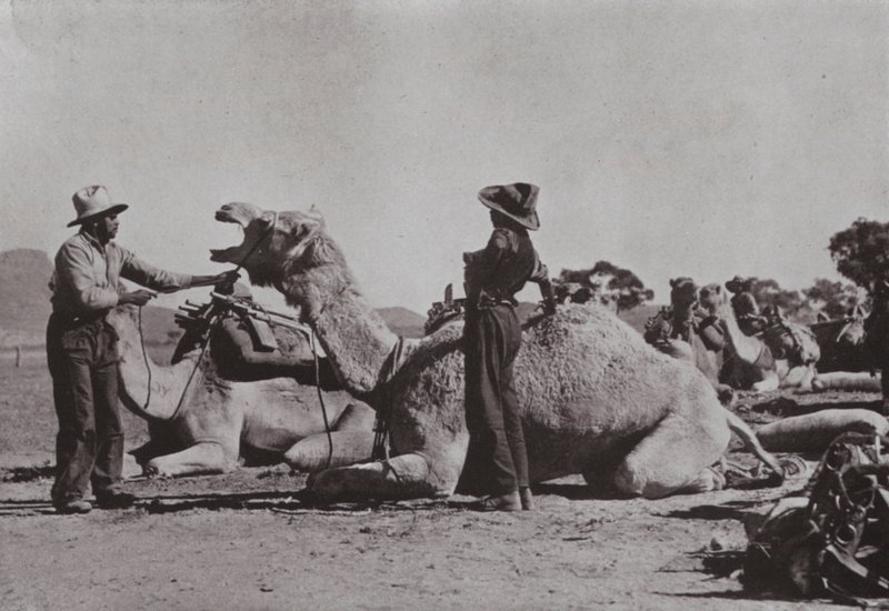 Kamelteams mit Aborigines in der Verantwortung versorgen abgelegene Posten in Zentralaustralien von Photographer Australian