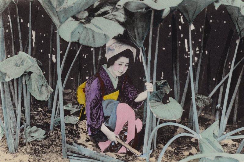 Japan, ca. 1912: Riesiger Sumpfrhabarber, Wildpflanze, Akita (Foto) von Photographer Japanese