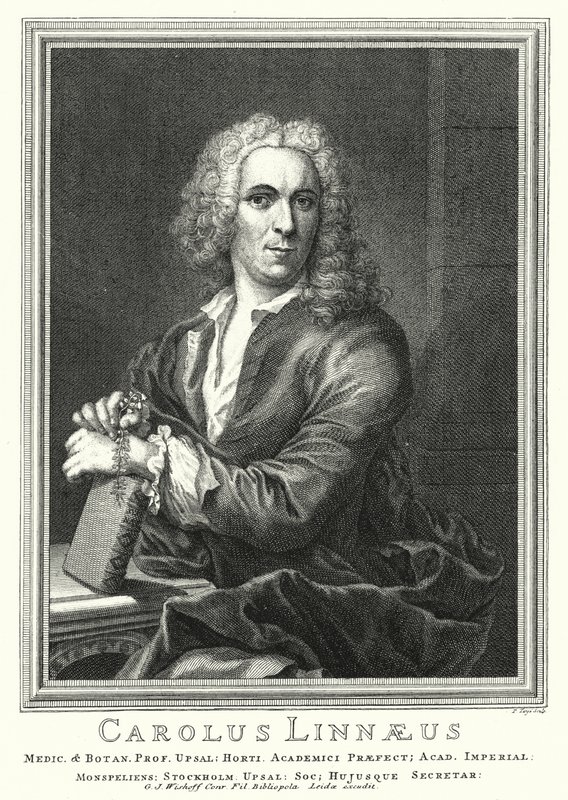 Carl von Linné, schwedischer Botaniker und Zoologe (Stich) von Pierre Tanje