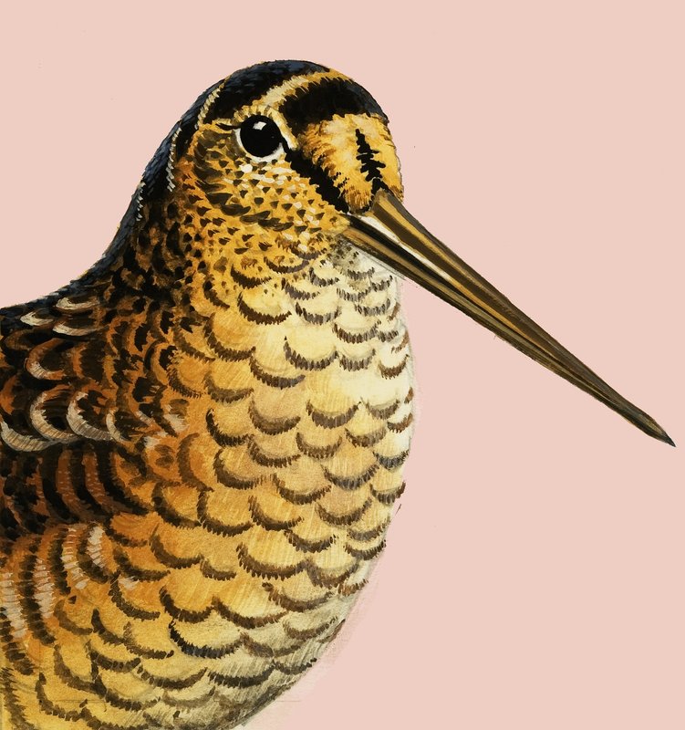 Naturbetrachtung: Die Waldschnepfe von R.B. Davis