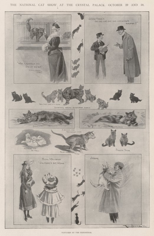 Die nationale Katzenausstellung im Crystal Palace, 29. und 30. Oktober von Ralph Cleaver