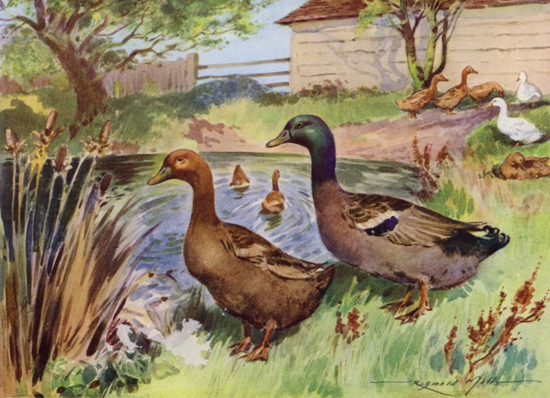 Illustration für Mein Bauernhof von Reginald Mills