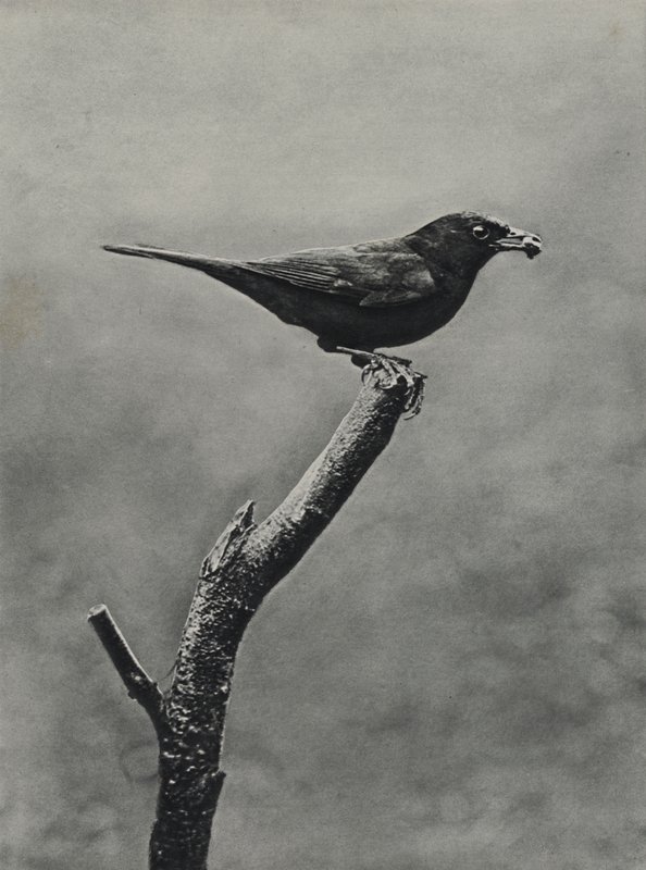 Männliche Amsel mit Futter für Junge von Richard and Cherry Kearton
