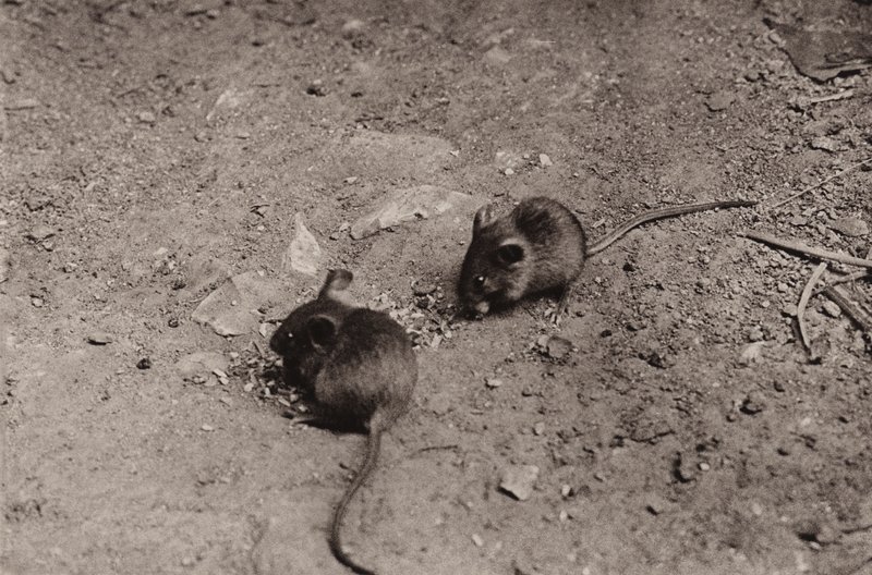Mäuse beim Abendessen von Richard and Cherry Kearton