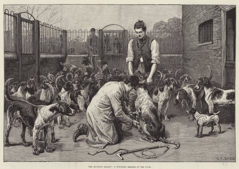 Die Jagdsaison, ein verwundetes Mitglied des Rudels (Gravur) von S. T. Dadd