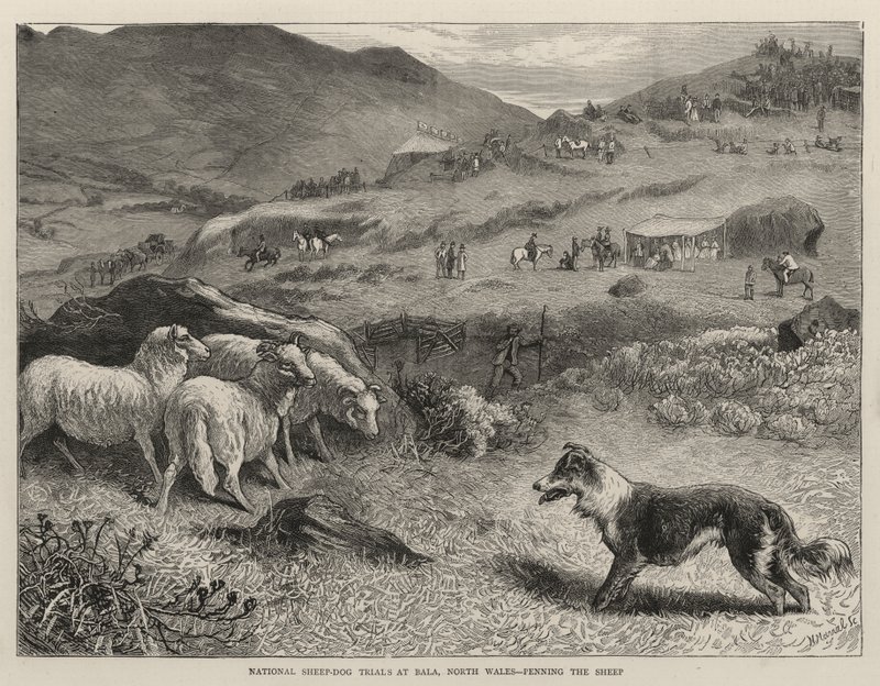Nationale Hütehund-Prüfungen in Bala, Nordwales, Schafe einpferchen von Samuel Edmund Waller