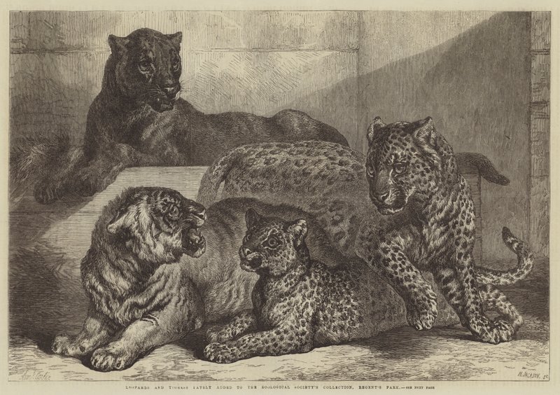 Leoparden und Tigerin, kürzlich zur Sammlung der Zoologischen Gesellschaft im Regent