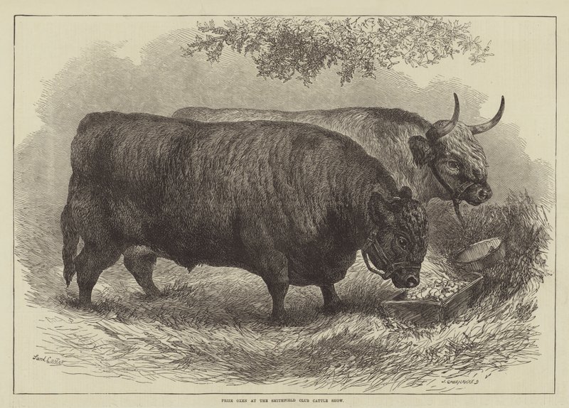Preisrinder auf der Smithfield Club Cattle Show von Samuel John Carter