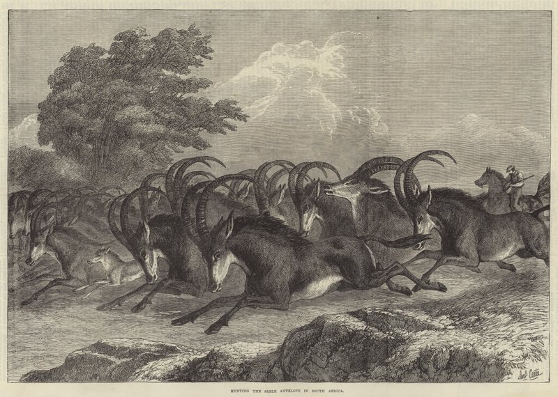Jagd auf den Säbelantilopen in Südafrika von Samuel John Carter