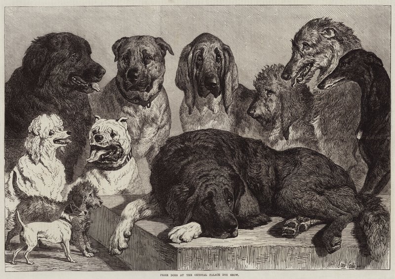 Preishunde auf der Hundeausstellung im Crystal Palace von Samuel John Carter