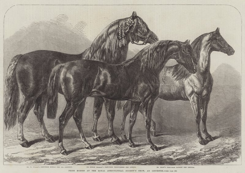 Preispferde auf der Ausstellung der Royal Agricultural Society in Leicester von Samuel John Carter