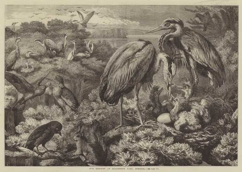 Die Reiherkolonie im Didlington Park, Norfolk von Samuel John Carter