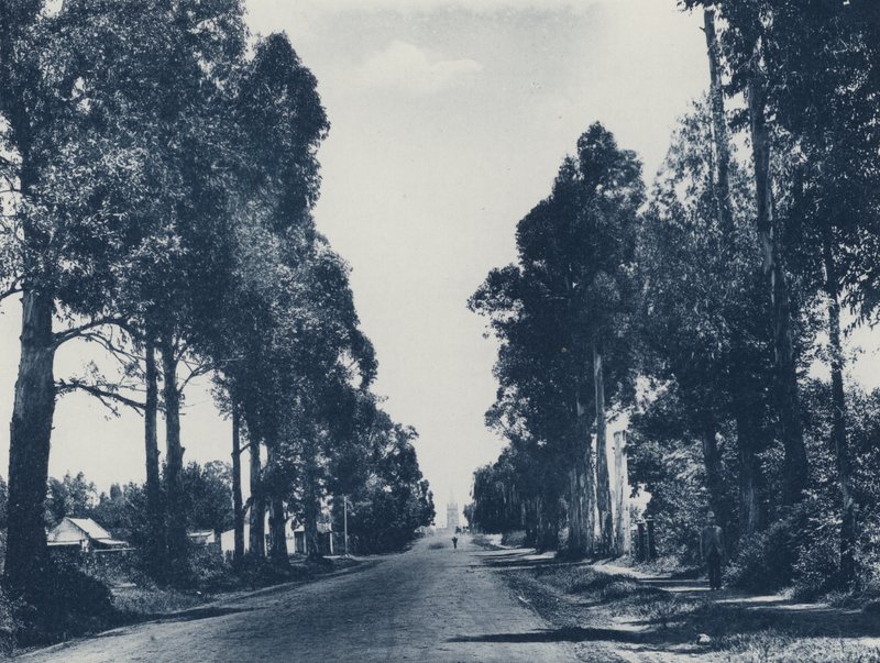 Allee der Blaugummibäume, Pretoria (s/w Foto) von South African Photographer