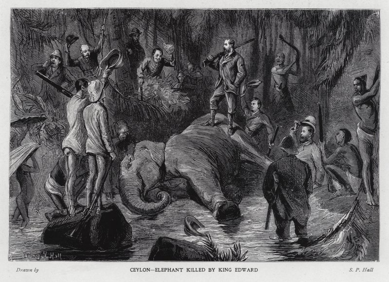 Elefant von König Edward VII. getötet von Sydney Prior (after) Hall