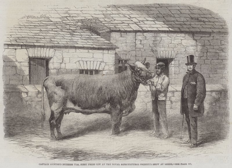Captain Gunters Herzogin 77., Erste Preiskuh auf der Royal Agricultural Society