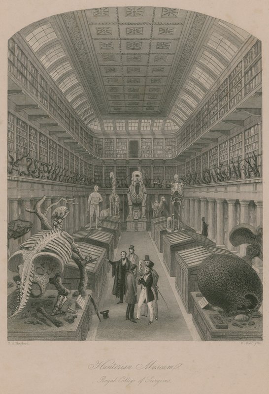 Hunterian Museum, Royal College of Surgeons, London von Thomas Hosmer Shepherd