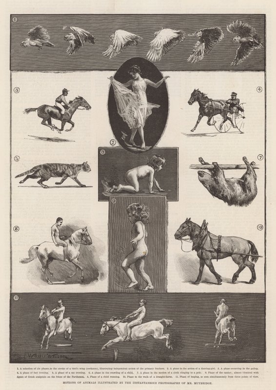Bewegungen von Tieren, illustriert durch die Momentaufnahmen von Mr. Muybridge von Thomas Walter Wilson
