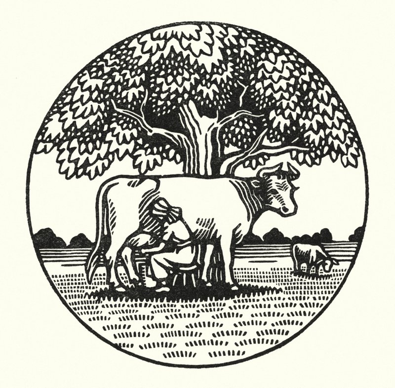 Illustration für Tess von den d