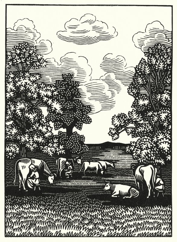 Illustration für Tess von den d