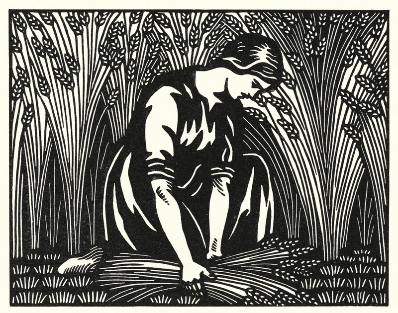 Illustration für Tess von den d