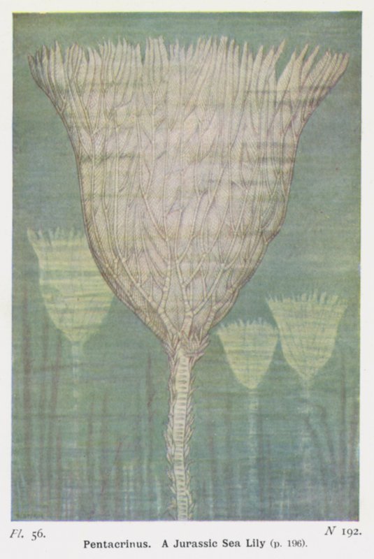 Pentacrinus, Eine Jurazeit-Seelilie von W. J. Stokoe