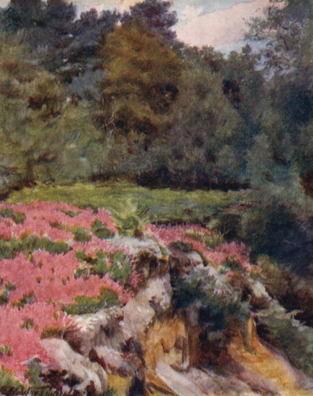 Der New Forest: Ein Kiesgruben-Kopf bei Royden von Walter Frederick Roofe Tyndale