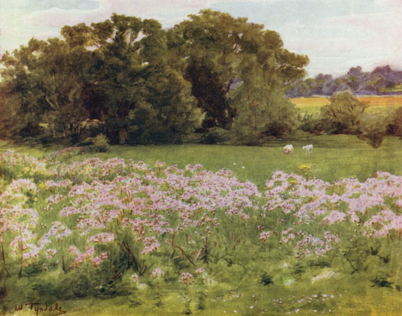 Der New Forest: Riversdale, Boldre von Walter Frederick Roofe Tyndale