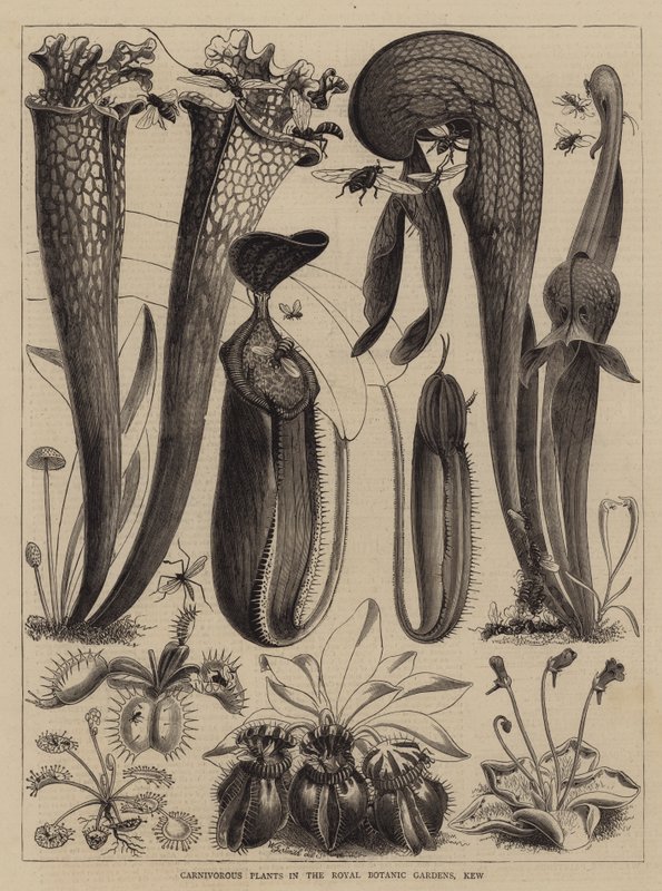 Fleischfressende Pflanzen in den Royal Botanic Gardens, Kew von Walter Granville Smith