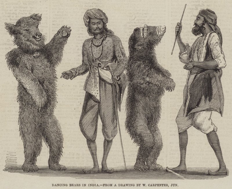 Tanzende Bären in Indien von William Carpenter
