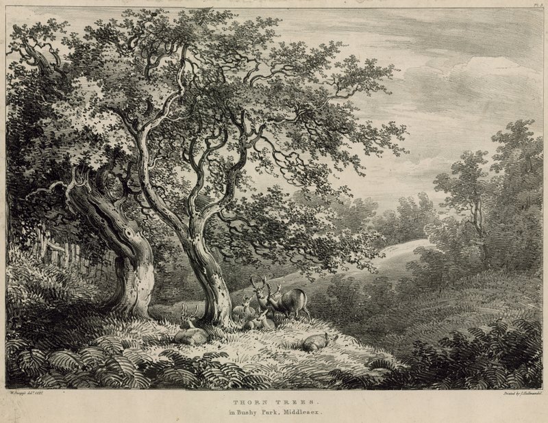 Dornbäume im Bushy Park, Middlesex von William Burges